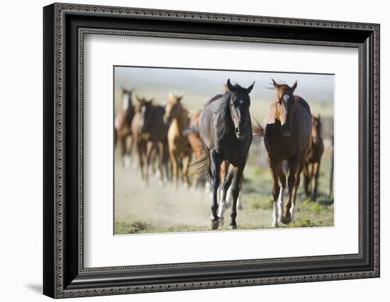 Pair of Running Quarter Horses-DLILLC-Framed Photographic Print