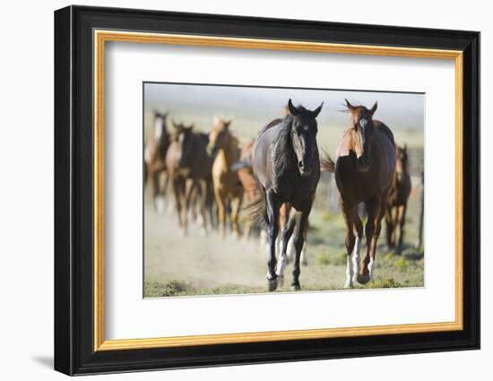 Pair of Running Quarter Horses-DLILLC-Framed Photographic Print