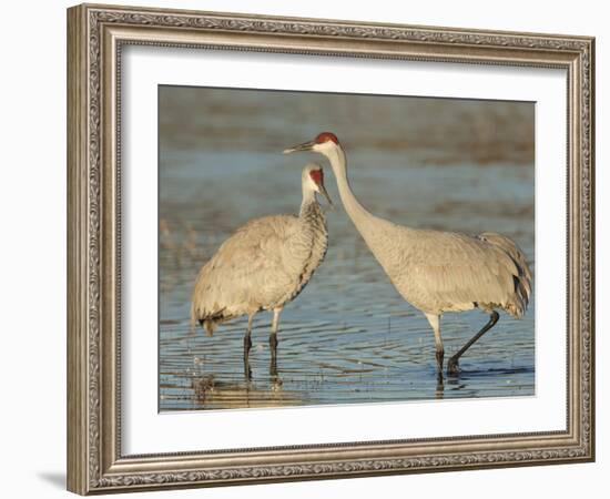 Pair of sandhill cranes Bosque del Apache National Wildlife Refuge, New Mexico-Maresa Pryor-Framed Photographic Print