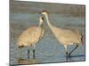 Pair of sandhill cranes Bosque del Apache National Wildlife Refuge, New Mexico-Maresa Pryor-Mounted Photographic Print