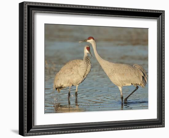 Pair of sandhill cranes Bosque del Apache National Wildlife Refuge, New Mexico-Maresa Pryor-Framed Photographic Print