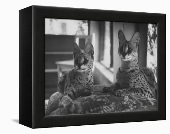 Pair of Servals, Pets of a Big Tobacco Farm Owner-James Burke-Framed Premier Image Canvas