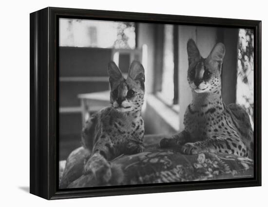 Pair of Servals, Pets of a Big Tobacco Farm Owner-James Burke-Framed Premier Image Canvas