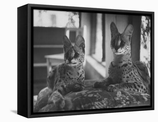 Pair of Servals, Pets of a Big Tobacco Farm Owner-James Burke-Framed Premier Image Canvas