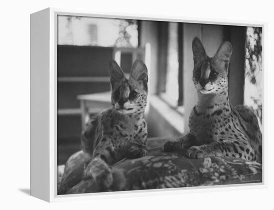 Pair of Servals, Pets of a Big Tobacco Farm Owner-James Burke-Framed Premier Image Canvas