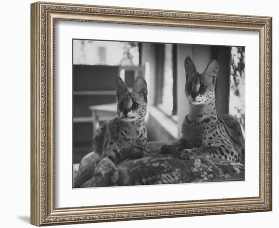 Pair of Servals, Pets of a Big Tobacco Farm Owner-James Burke-Framed Photographic Print