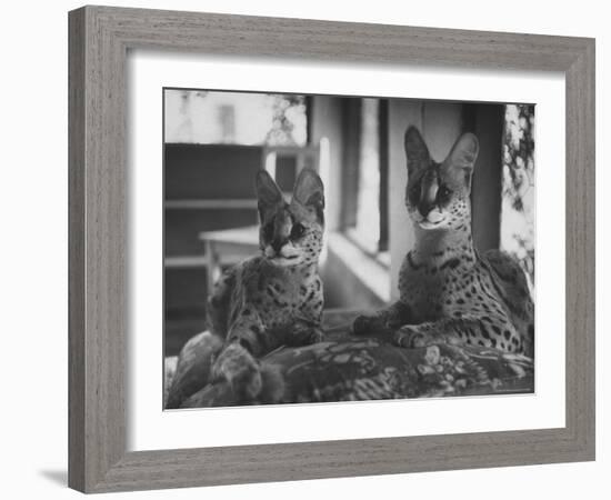 Pair of Servals, Pets of a Big Tobacco Farm Owner-James Burke-Framed Photographic Print