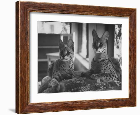 Pair of Servals, Pets of a Big Tobacco Farm Owner-James Burke-Framed Photographic Print