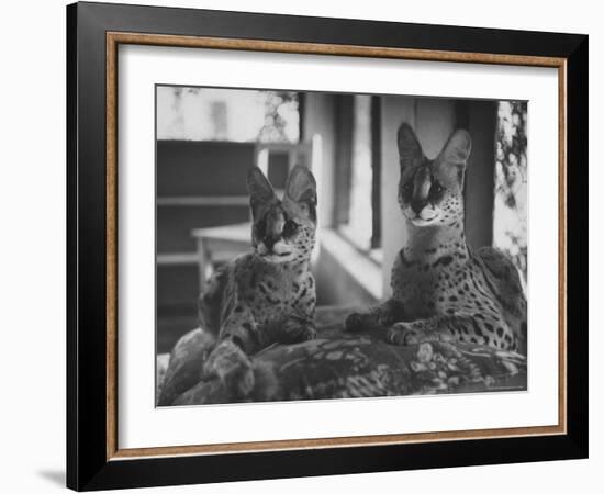 Pair of Servals, Pets of a Big Tobacco Farm Owner-James Burke-Framed Photographic Print