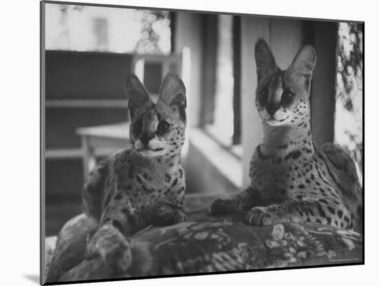 Pair of Servals, Pets of a Big Tobacco Farm Owner-James Burke-Mounted Photographic Print