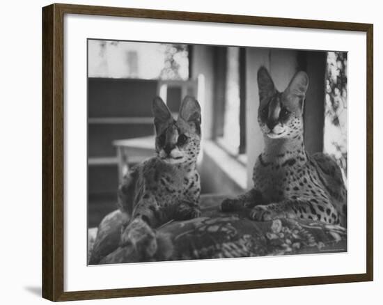 Pair of Servals, Pets of a Big Tobacco Farm Owner-James Burke-Framed Photographic Print