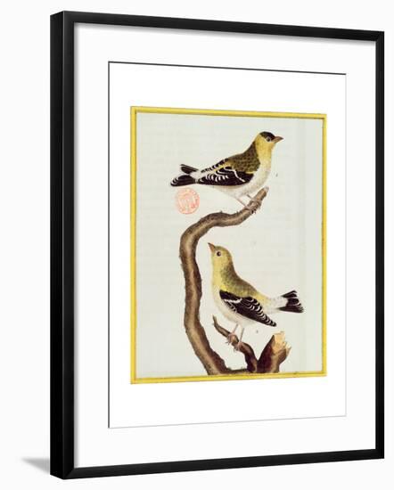 Pair of Siskins, from 'Histoire Naturelle Des Oiseaux'-Francois Nicolas Martinet-Framed Giclee Print