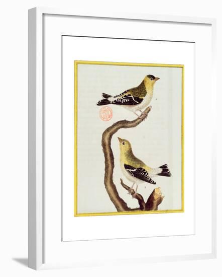 Pair of Siskins, from 'Histoire Naturelle Des Oiseaux'-Francois Nicolas Martinet-Framed Giclee Print