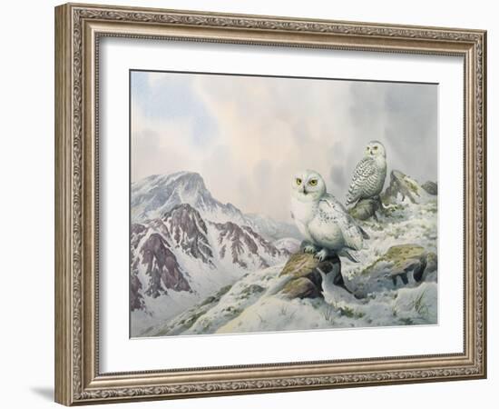Pair of Snowy Owls in the Snowy Mountains, Australia-Carl Donner-Framed Giclee Print