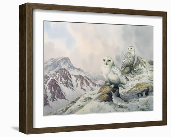 Pair of Snowy Owls in the Snowy Mountains, Australia-Carl Donner-Framed Giclee Print