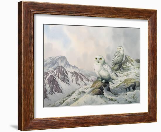 Pair of Snowy Owls in the Snowy Mountains, Australia-Carl Donner-Framed Giclee Print