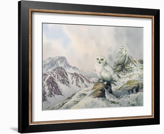 Pair of Snowy Owls in the Snowy Mountains, Australia-Carl Donner-Framed Giclee Print