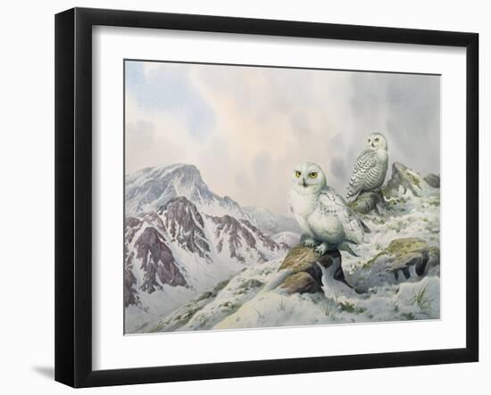 Pair of Snowy Owls in the Snowy Mountains, Australia-Carl Donner-Framed Giclee Print