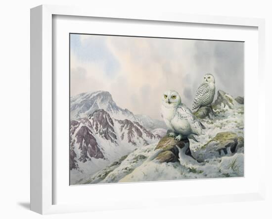 Pair of Snowy Owls in the Snowy Mountains, Australia-Carl Donner-Framed Giclee Print