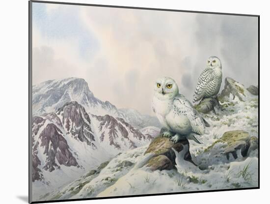 Pair of Snowy Owls in the Snowy Mountains, Australia-Carl Donner-Mounted Giclee Print