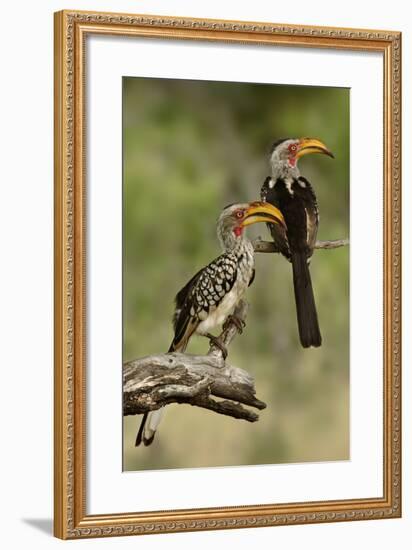 Pair of Southern Yellowbilled Hornbill's; Tockus Leucomelas; South Africa-Johan Swanepoel-Framed Photographic Print