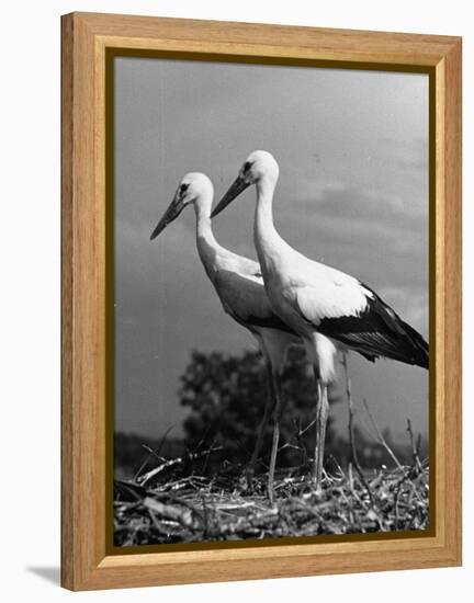 Pair of the Many Storks in the City of Copenhagen-John Phillips-Framed Premier Image Canvas