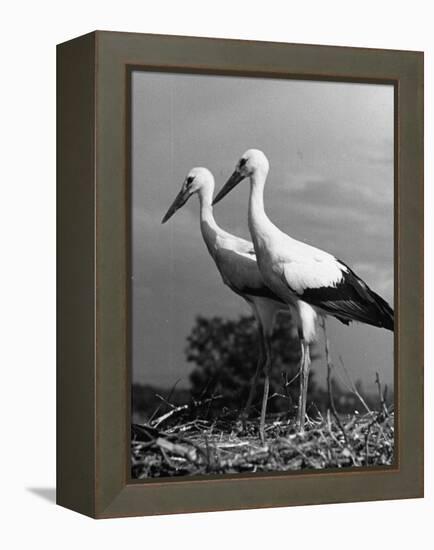 Pair of the Many Storks in the City of Copenhagen-John Phillips-Framed Premier Image Canvas