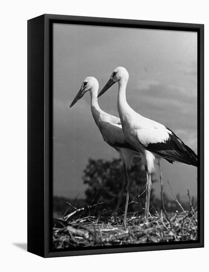 Pair of the Many Storks in the City of Copenhagen-John Phillips-Framed Premier Image Canvas