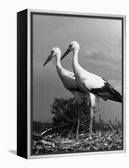 Pair of the Many Storks in the City of Copenhagen-John Phillips-Framed Premier Image Canvas