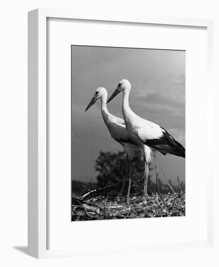 Pair of the Many Storks in the City of Copenhagen-John Phillips-Framed Photographic Print