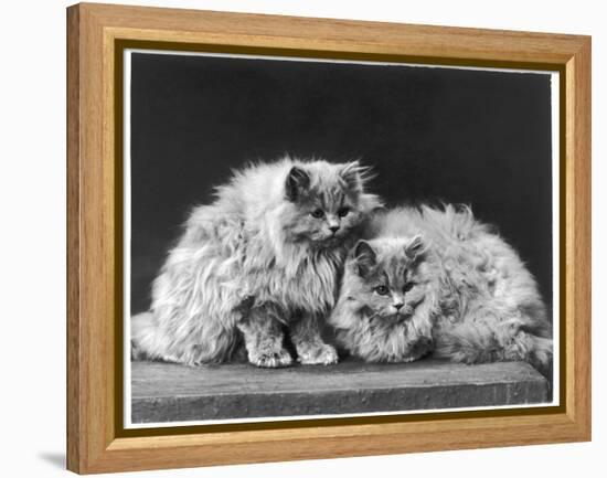 Pair of Very Fluffy Blue Persian Cats Sit Together-null-Framed Premier Image Canvas