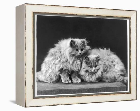 Pair of Very Fluffy Blue Persian Cats Sit Together-null-Framed Premier Image Canvas