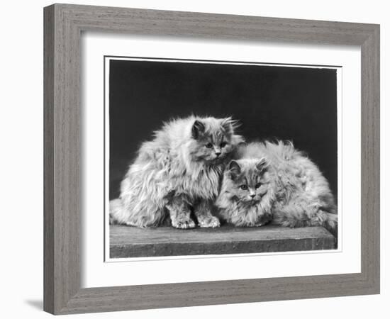 Pair of Very Fluffy Blue Persian Cats Sit Together-null-Framed Photographic Print