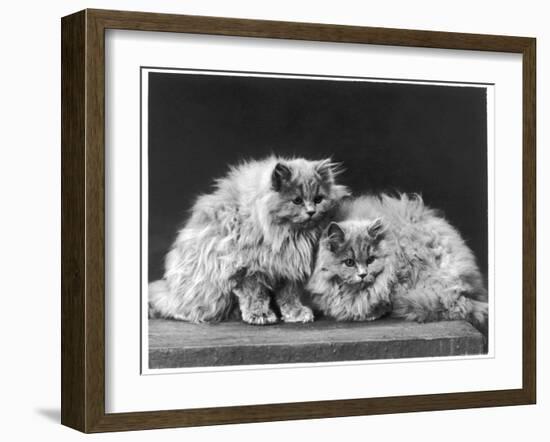 Pair of Very Fluffy Blue Persian Cats Sit Together-null-Framed Photographic Print