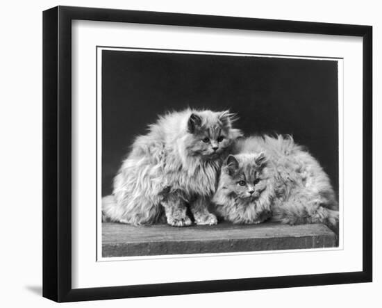 Pair of Very Fluffy Blue Persian Cats Sit Together-null-Framed Photographic Print