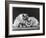 Pair of Very Fluffy Blue Persian Cats Sit Together-null-Framed Photographic Print