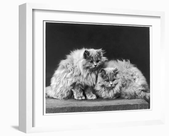 Pair of Very Fluffy Blue Persian Cats Sit Together-null-Framed Photographic Print