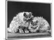 Photographic Print