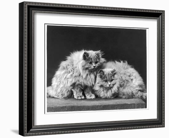 Pair of Very Fluffy Blue Persian Cats Sit Together-null-Framed Photographic Print