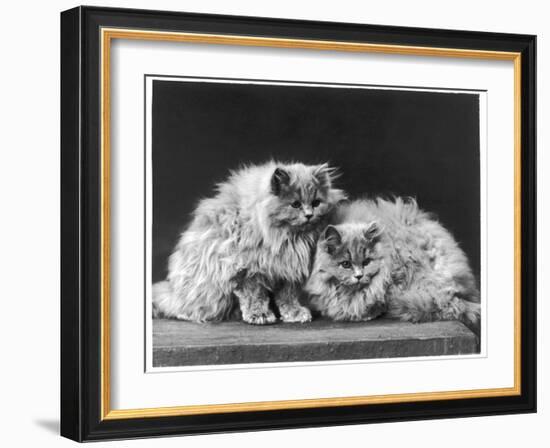 Pair of Very Fluffy Blue Persian Cats Sit Together-null-Framed Photographic Print