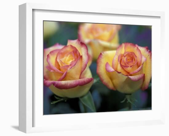 Pair of Yellow and Orange Roses-Adam Jones-Framed Photographic Print