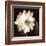 Paisley Blossom II-Keith Mallett-Framed Art Print