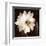 Paisley Blossom II-Keith Mallett-Framed Art Print