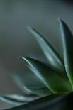 Succulent Plant Leaves in Close-up-Paivi Vikstrom-Photographic Print