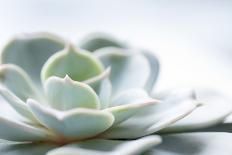 Succulent Plant in Close-up-Paivi Vikstrom-Photographic Print