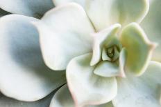 Close-up of Succulent Plant-Paivi Vikstrom-Framed Premier Image Canvas