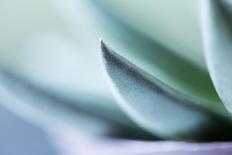 Close-up of Succulent Plant-Paivi Vikstrom-Framed Premier Image Canvas
