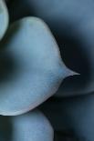 Close-up of Succulent Plant-Paivi Vikstrom-Stretched Canvas