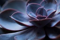Close-up of Succulent Plant-Paivi Vikstrom-Framed Stretched Canvas