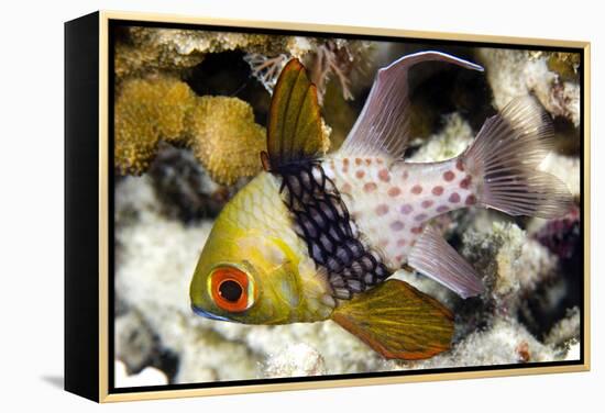 Pajama Cardinalfish-Matthew Oldfield-Framed Premier Image Canvas